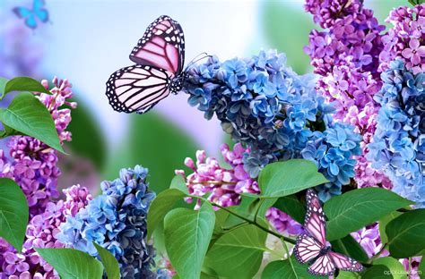 Spring Butterfly Wallpaper Download Butterfly Hd