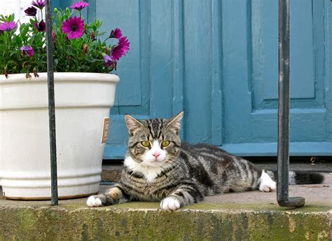 Those plants you have lying around the house? Keep These Poisonous Plants Away from Your Cats - The ...