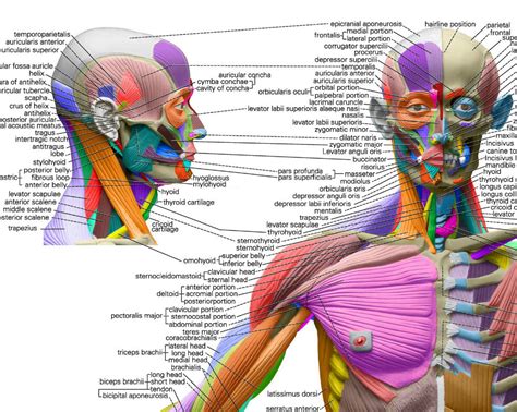 3d models for games, architecture, videos. Human Anatomical Chart Muscular System, Anatomy Wall Poster | The Stethoscope Shop Pty Ltd