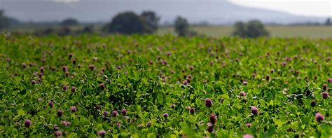 Germinal Clover Varieties Supporting Sustainable Farming