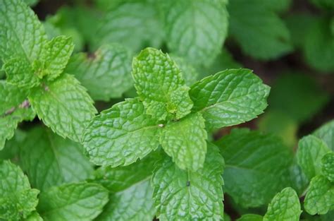 Trees and Plants: Mint