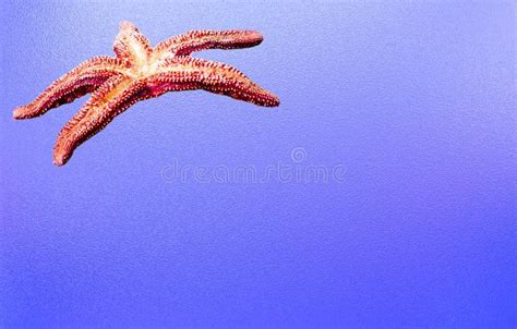 Isolated Pisaster Ochraceus On Blue Textured Background Generally