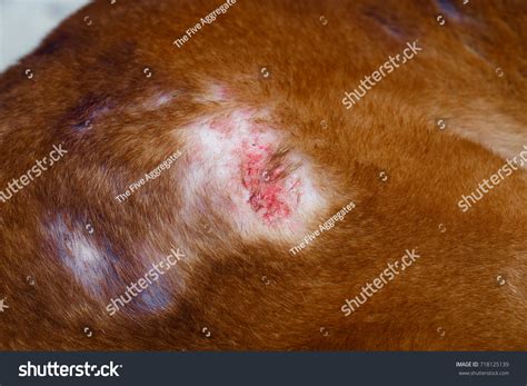 Dog Dermatitis Stock Photo 718125139 Shutterstock