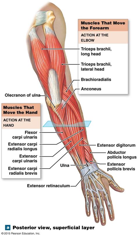 Diagram Of The Muscles In The Forearm Muscles Of The Anterior Forearm