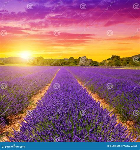 Lavender Fields Harvesting In Valensole Provence France Landscape