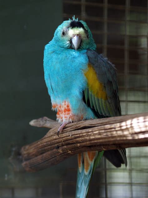 Golden Shouldered Parrot Zoochat