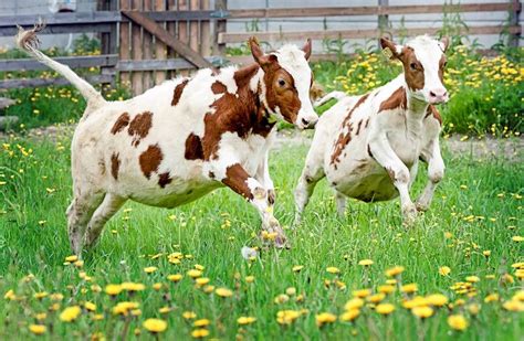 Aiheeseen Liittyvä Kuva Cute Cows Animals Beautiful Happy Cow