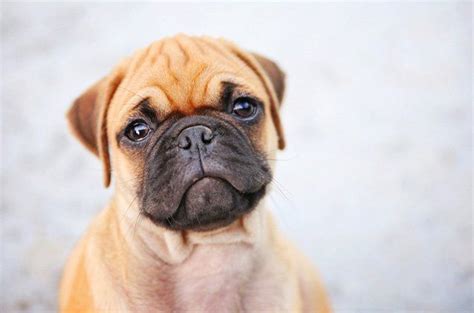 Miniature Boxer Five Thing You Didnt Know Boxer Dogs