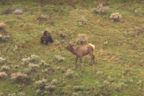 Yellowstone Visitor Shares Dramatic Video Of Wolves Chasing Elk
