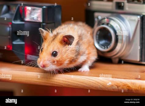 Syrian Hamster Mesocricetus Auratus Golden Hamster Stock Photo Alamy