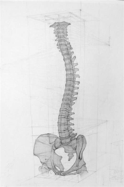 Академический рисунок VK Изображения скелетов Анатомия искусство