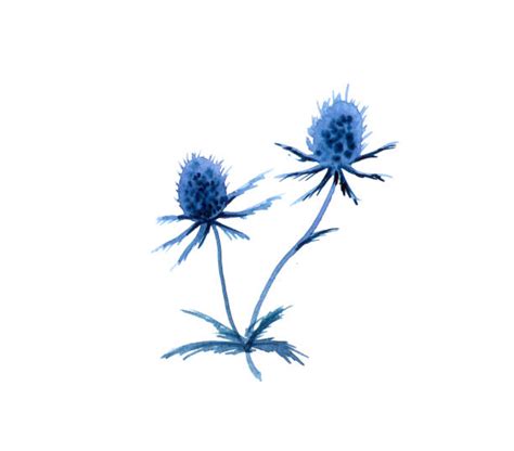 Blue Thistle Flower Illustrations Royalty Free Vector Graphics And Clip
