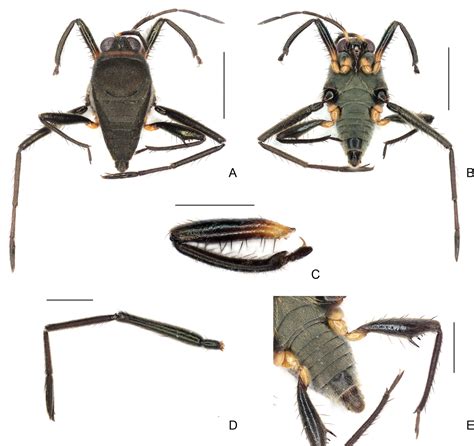 ﻿new Species And New Records Of Semiaquatic Bugs Arthropoda Insecta