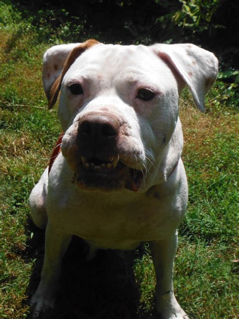 (much like a olde english bulldogge.) you will not find this dog or its ancestors in a akc book of breeds. American Bulldog Rescue - 501C3 Not-for-Profit Dog Rescue ...