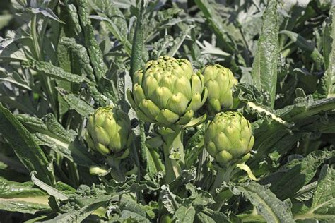 Growing And Caring For Artichoke Plants