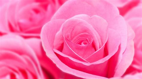 Pink Rose Wallpapers High Quality Download Free