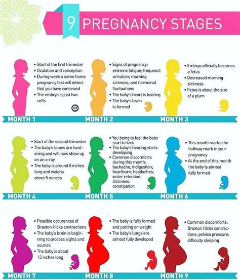 Month Pregnancy Stages Medical Yukti