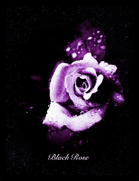 Quotes Black And Purple Roses Quotesgram