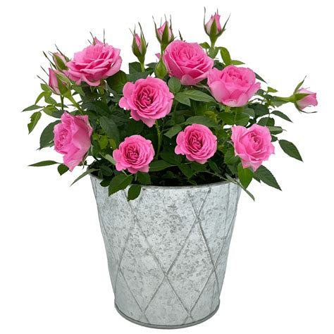 Better Homes And Gardens 6 Inch Pink Mini Rose Live Plant With Tin Pot
