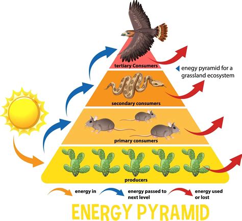 Science Simplified Ecological Pyramid 2812055 Vector Art At Vecteezy