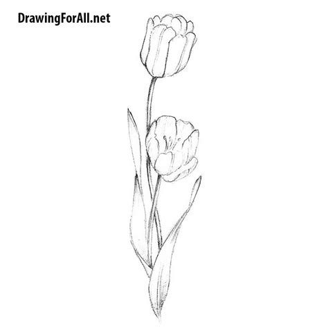 How to Draw a Tulip | Drawingforall.net