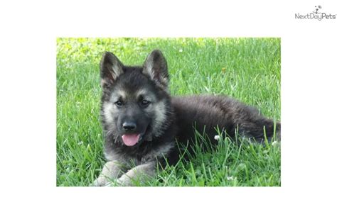 Meet Gsd Male Pup A Cute Wolf Hybrid Puppy For Sale For 500 Wolf