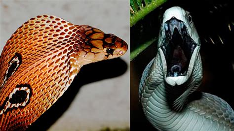 10 Cobras Mais Venenosas Do Mundo Youtube