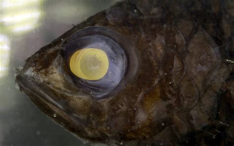 Deep Sea Fish Eyes Are Not Freaky By Accident Queensland Brain