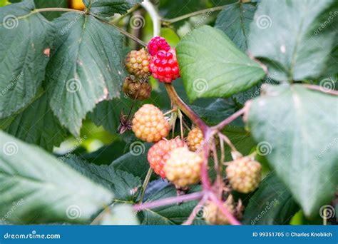 Raspberries On Bush Stock Image Image Of Leaves Mature 99351705