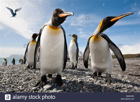 King Penguins On The Beach At Salisbury Plain With