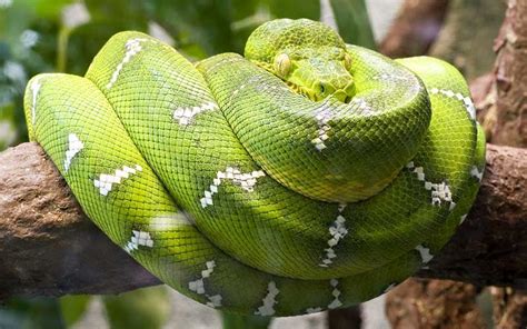 Serpiente Reptile Snakes Reptile Cage Python Japanese Tattoo Koi