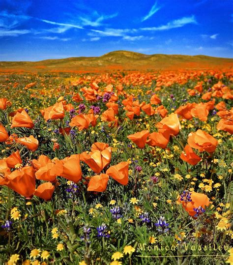 Antelope Valley March Is The Perfect Month Poppy Fields Lancaster Ca Flower Feild Poppy