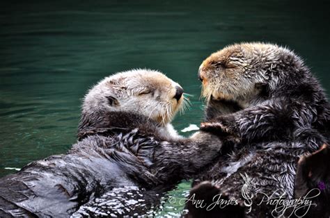 Otter Hugs — Weasyl