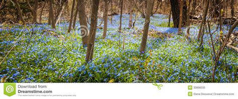 Carpet Of Blue Flowers In Spring Forest Stock Image Image Of Early