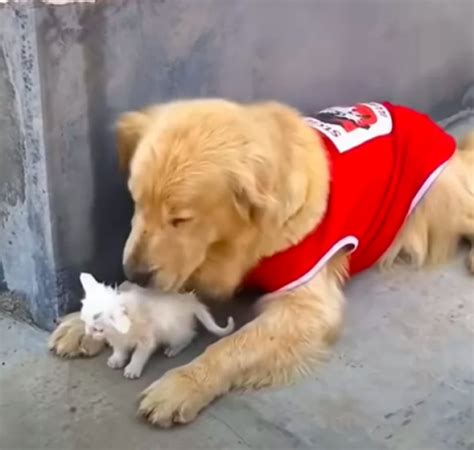 Warmhearted Golden Retriever Finds And Rescues A Stray Kitten During