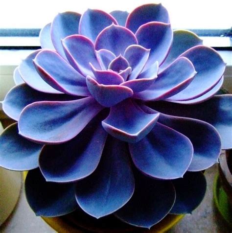 Echeveria Exotic Seedssempervivumcyclopscactus Blue Black Red