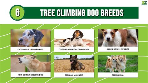 Discover 6 Dog Breeds That Can Climb Trees A Z Animals