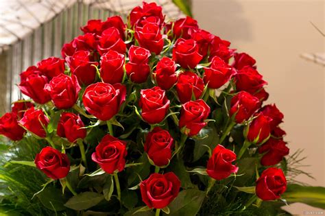 Valentines Day Roses Ideas For Your Love
