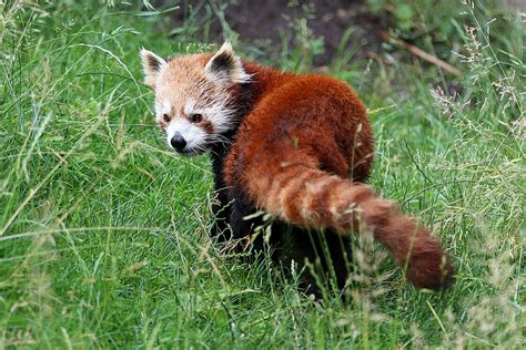 Nepalesischer Roter Panda Im Zoo Leipzig Hautnah Erleben
