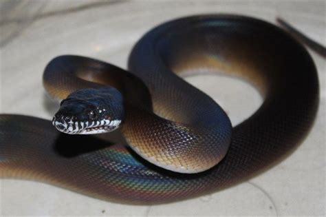 White Lipped Python Cute Snake Cute Reptiles Beautiful Snakes