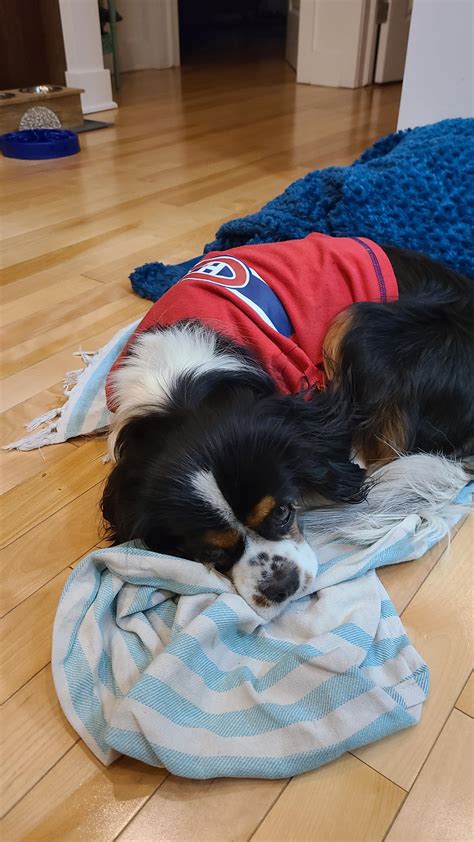 Last Night Was The First Time She Saw The Habs Lose A Post Season Game
