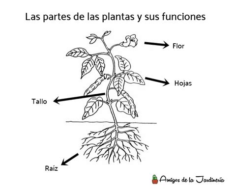 Partes De La Planta Y Sus Funciones Amigos De La Jardinería