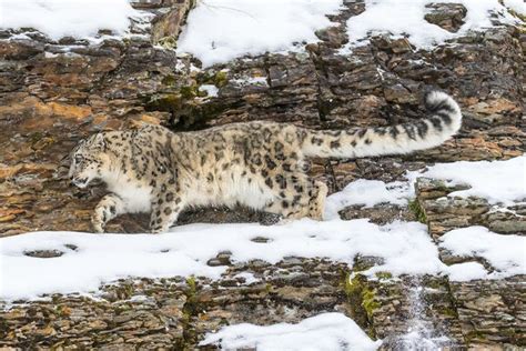 Snow Leopard In A Snowy Forest Hunting For Prey Ad Snowy