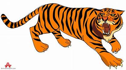 Tiger Clipart Clip Tigers Angry Animals Cliparts