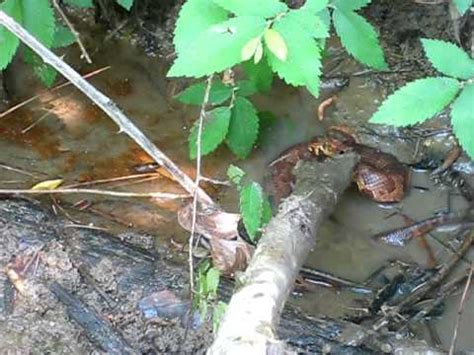 Maybe you would like to learn more about one of these? Cottonmouth in Percy Quin 2 - YouTube