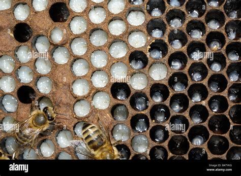 Western Or European Honey Bee Brood Chamber Showing Larvae Norfok Uk