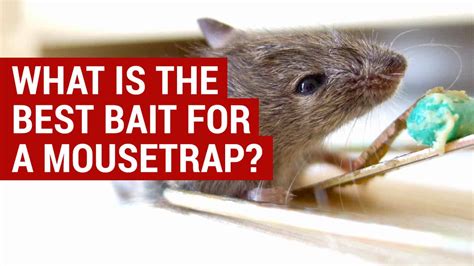 What Is The Best Bait For A Mousetrap City Pests