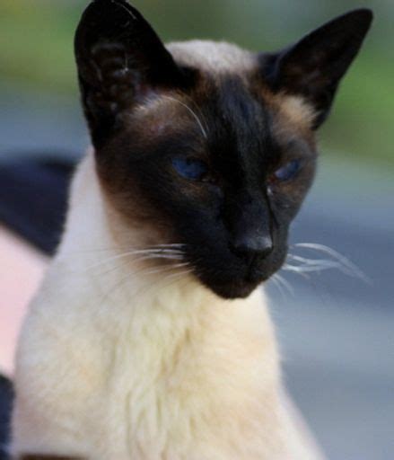 images  oriental cats  pinterest siamese kittens cats  oriental