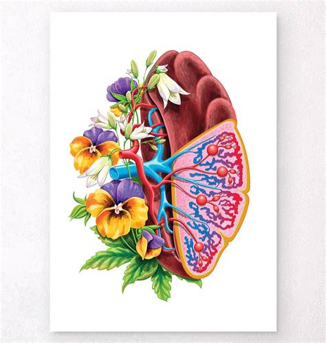 Spleen Anatomy Floral Art Codex Anatomicus