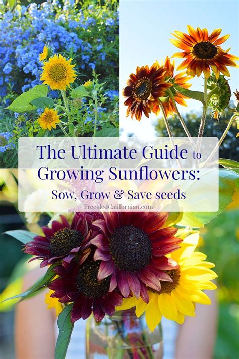 How To Grow Sunflowers~sow Grow And Save Seed Freckled Californian